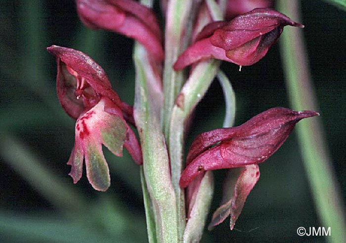 Orchis coriophora