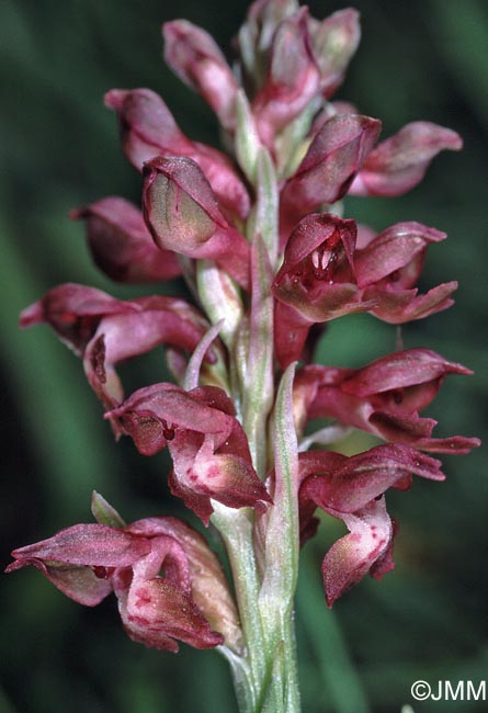 Orchis coriophora