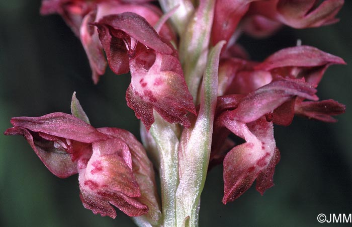 Orchis coriophora