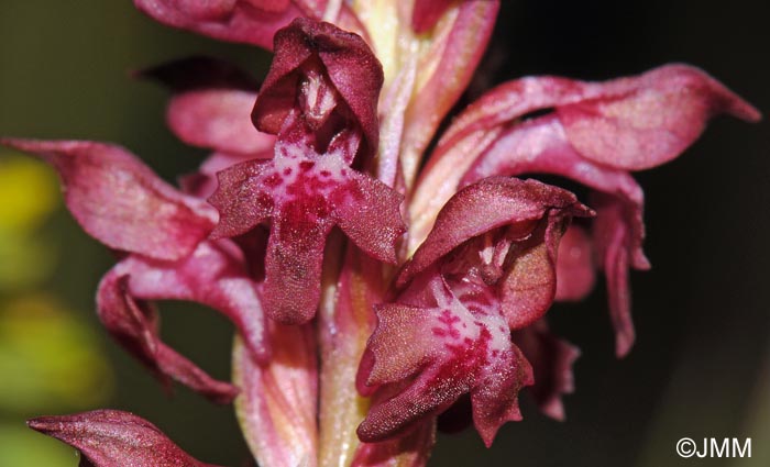 Orchis coriophora