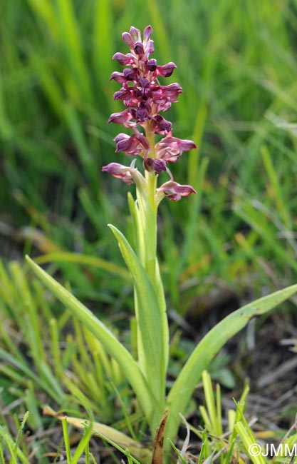 Orchis coriophora