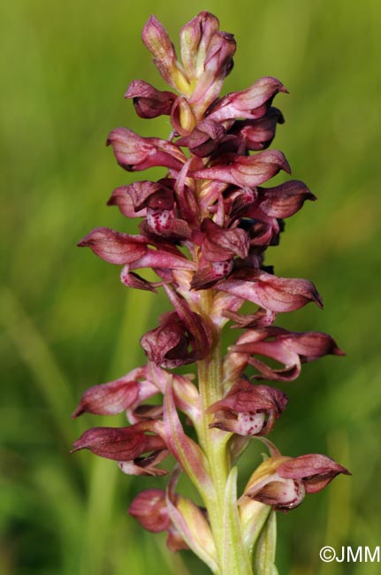 Orchis coriophora