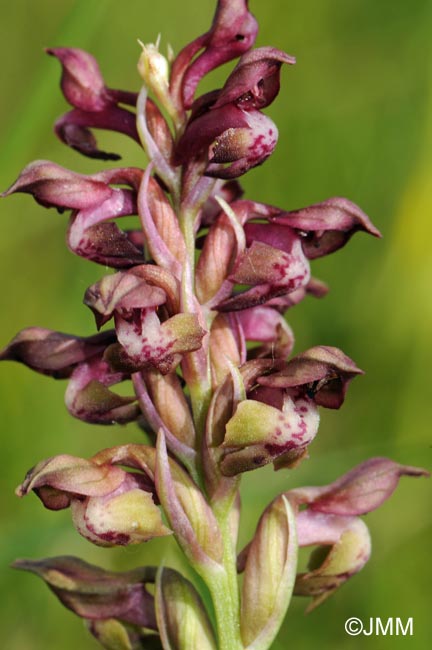 Orchis coriophora