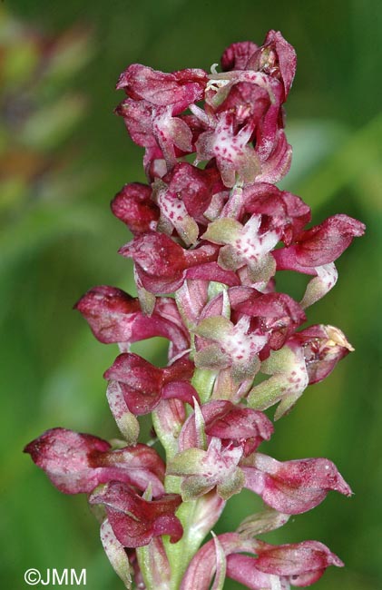 Orchis coriophora