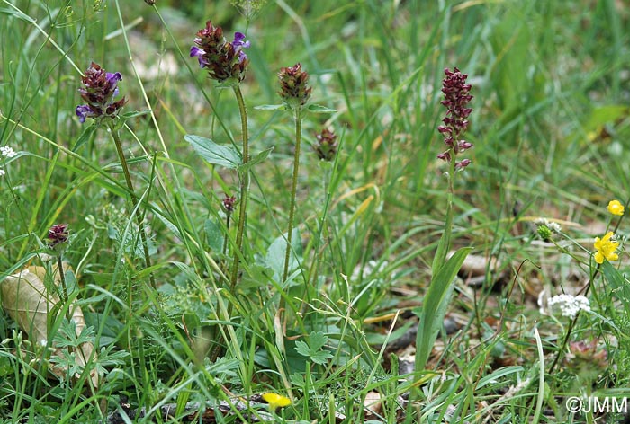 Orchis coriophora