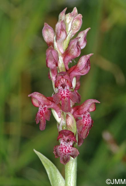 Orchis coriophora