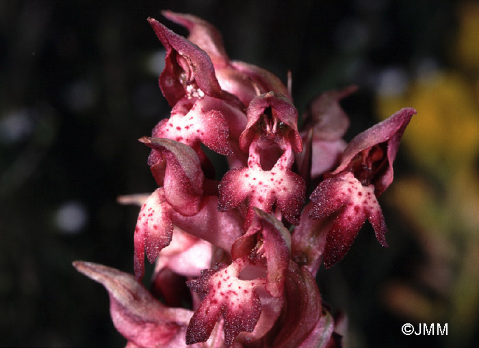 Orchis coriophora subsp. martrinii