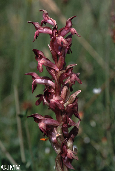 Orchis coriophora subsp. martrinii