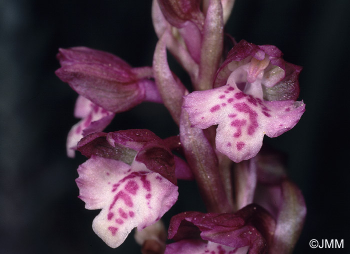 Orchis coriophora x Orchis morio