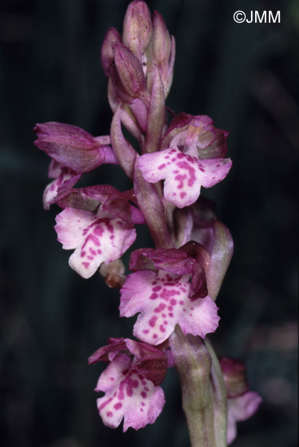 Orchis coriophora x Orchis morio