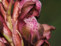 Orchis coriophora