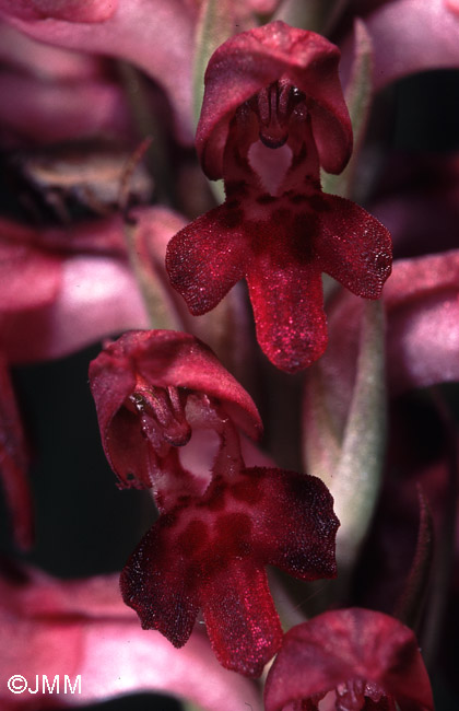 Orchis fragrans