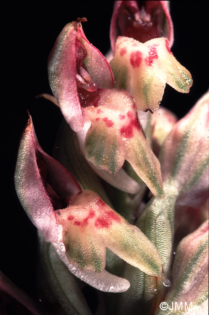 Orchis fragrans