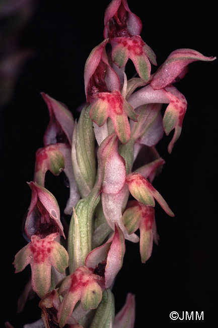 Orchis fragrans