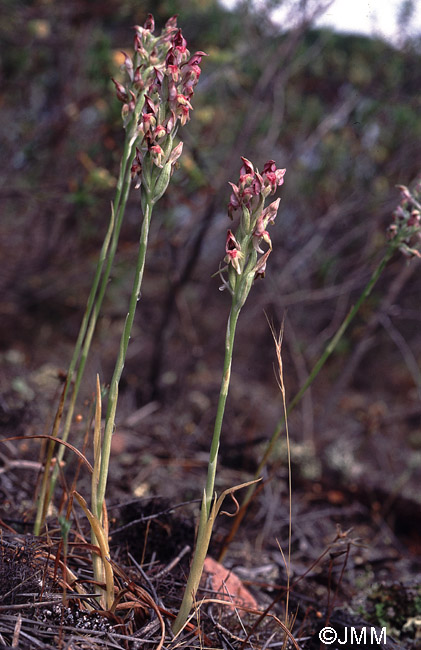 Orchis fragrans