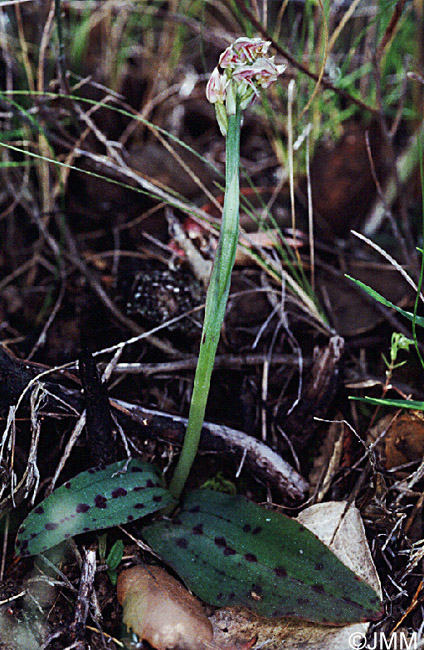 Orchis intacta