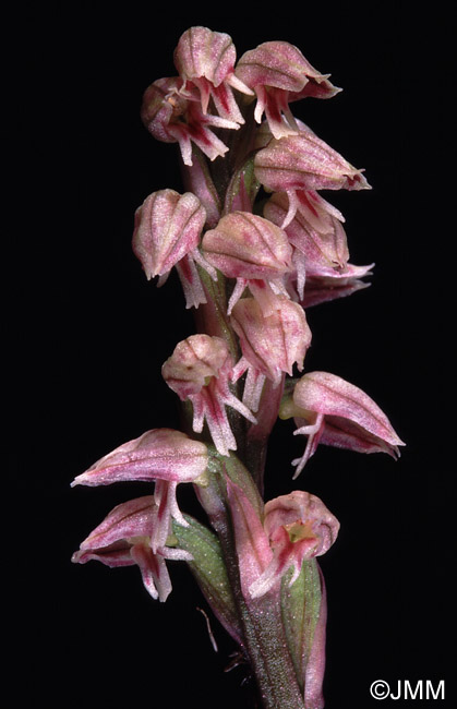 Orchis intacta