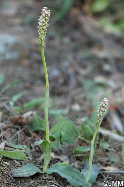 Orchis intacta