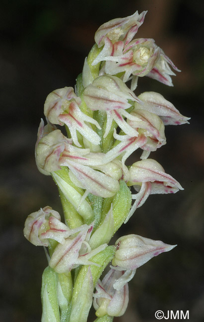 Orchis intacta
