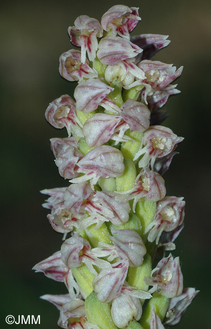 Orchis intacta