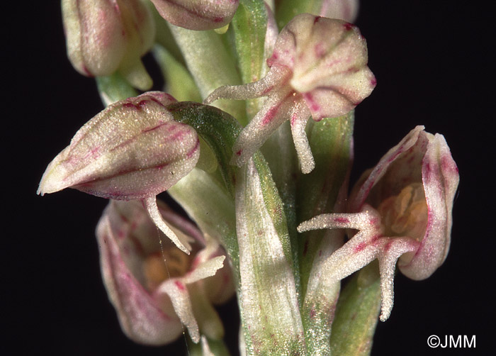 Orchis intacta