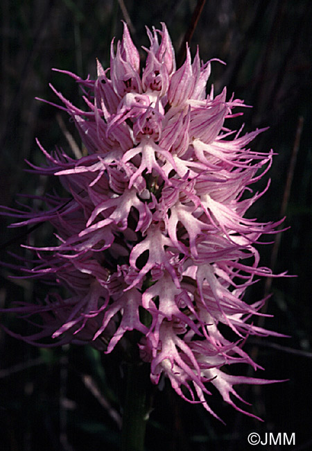 Orchis italica