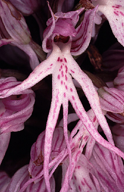 Orchis italica