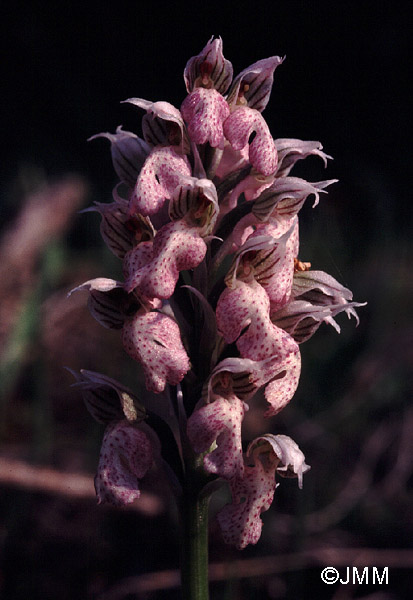 Orchis lactea