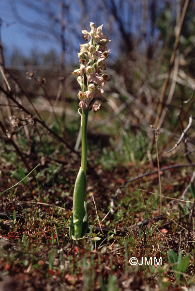 Orchis lactea