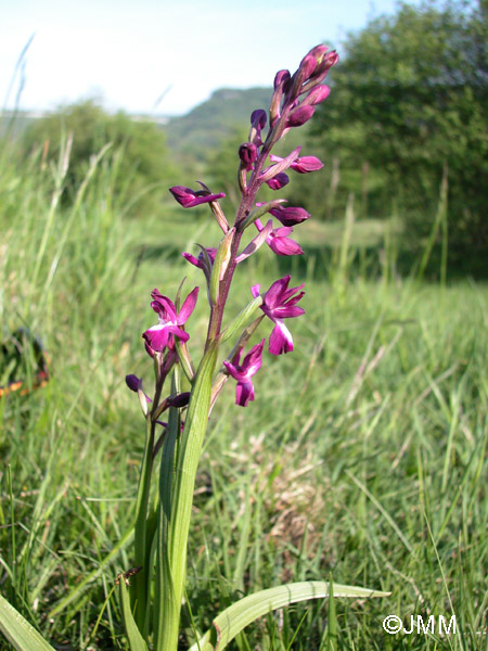 Orchis laxiflora = Paludorchis laxiflora = Anacamptis laxiflora