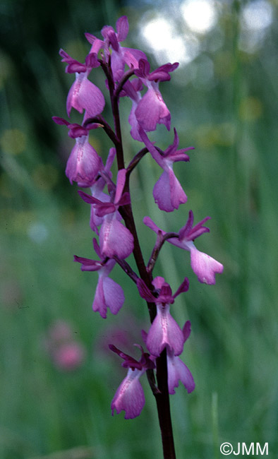 Orchis laxiflora x  morio