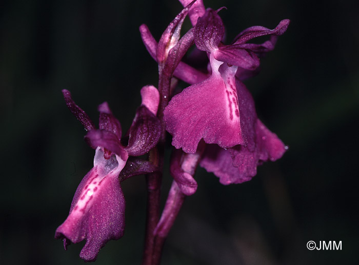 Orchis laxiflora x  morio