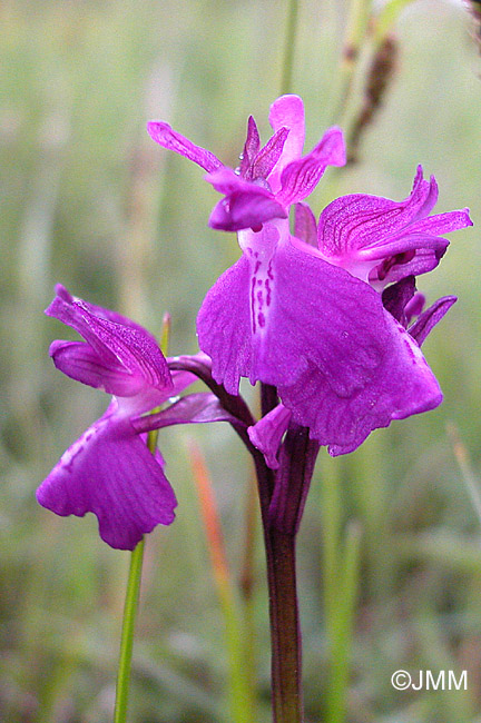 Orchis laxiflora x  morio