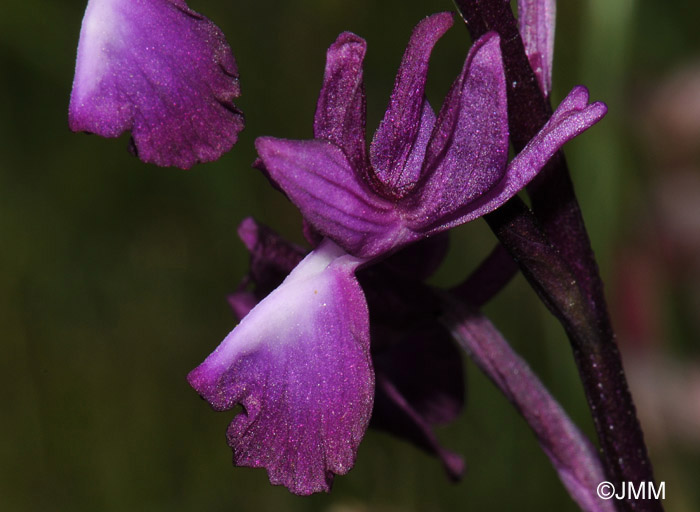 Orchis laxiflora = Paludorchis laxiflora = Anacamptis laxiflora