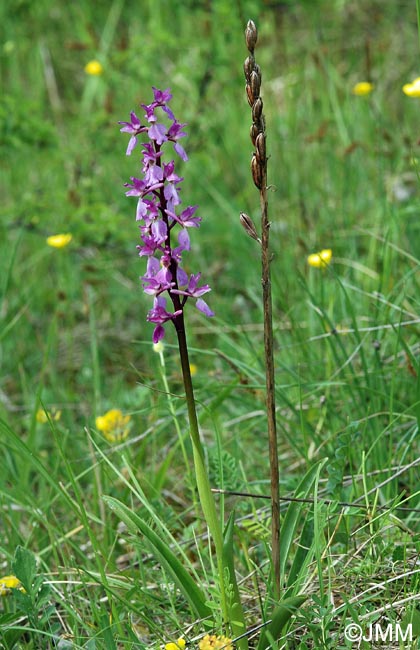 Orchis mascula