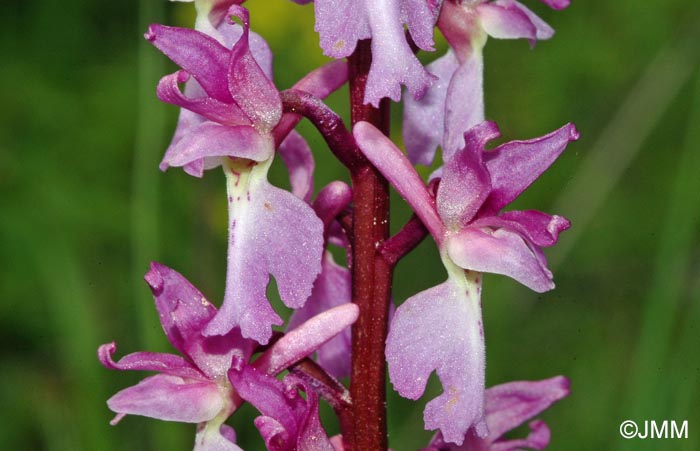 Orchis mascula