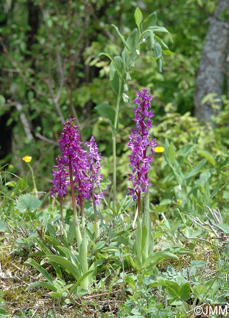 Orchis mascula