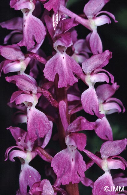 Orchis mascula