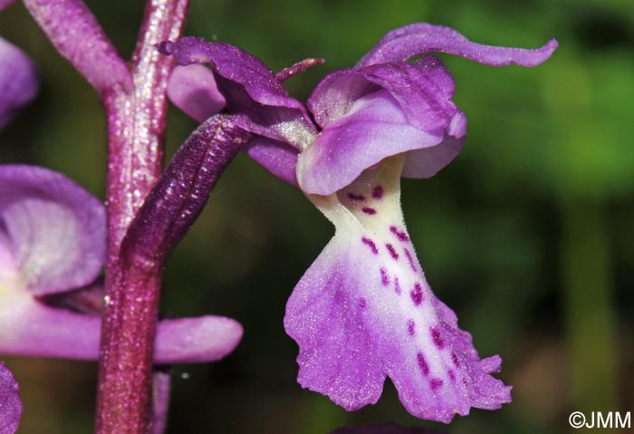 Orchis mascula