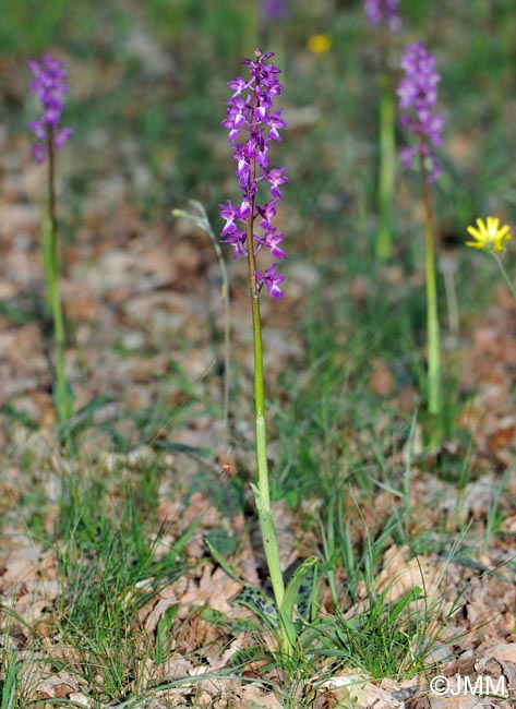 Orchis mascula