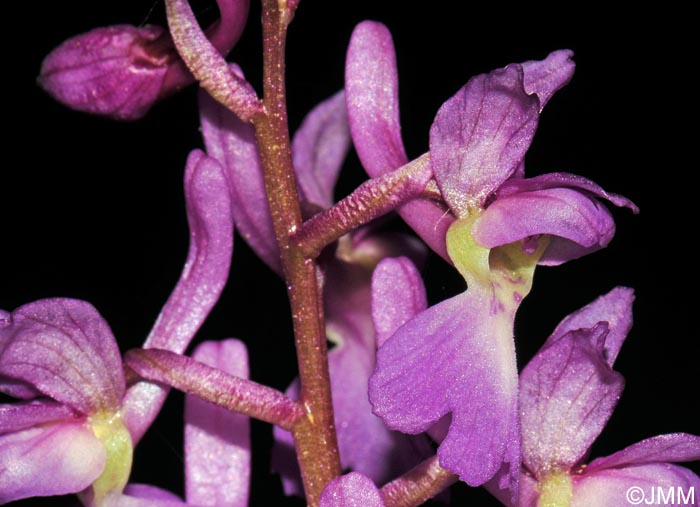 Orchis mascula