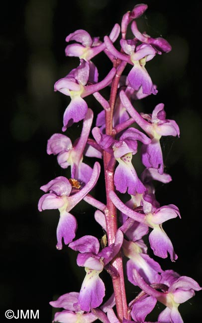 Orchis mascula