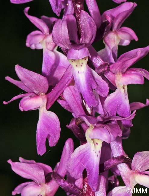 Orchis mascula