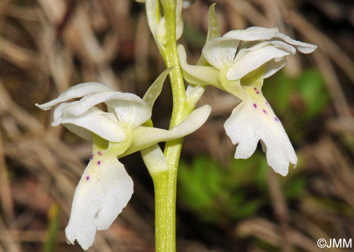 Orchis mascula