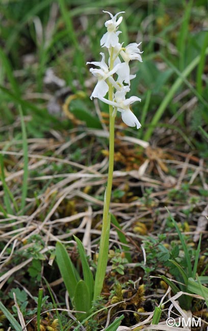 Orchis mascula