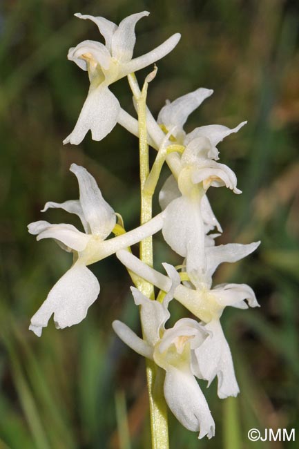 Orchis mascula