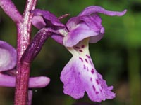 Orchis mascula