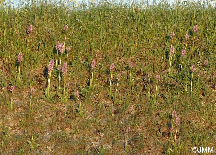 Orchis militaris