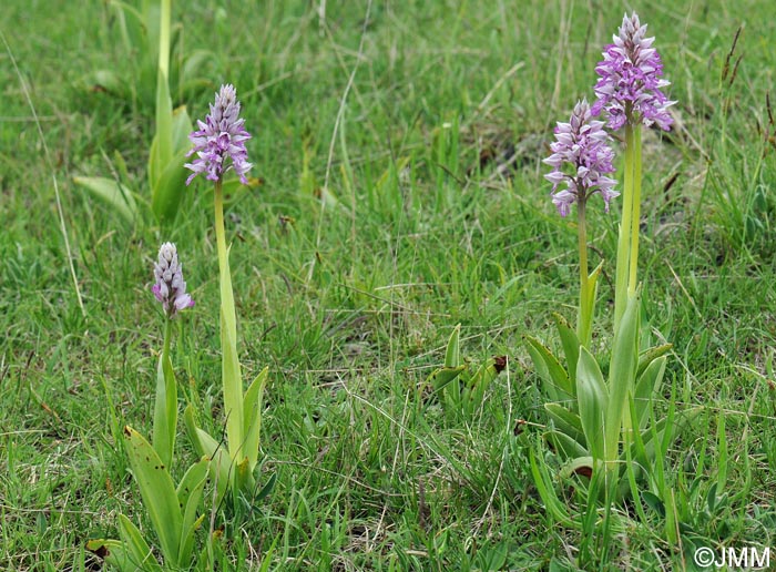 Orchis militaris