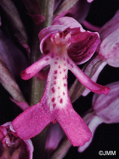 Orchis militaris